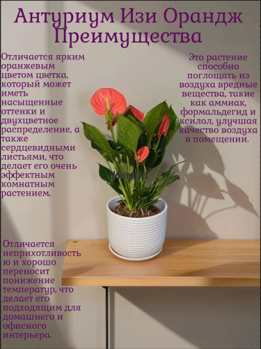 Антуриум Изи Оранж (Мужское счастье) фото 5