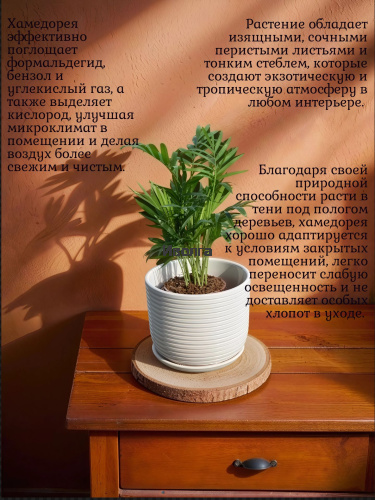 Хамедорея фото 4