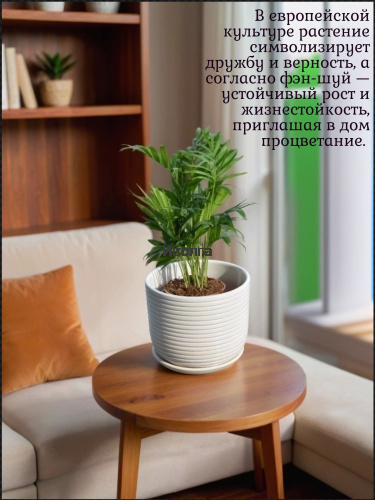 Хамедорея фото 3