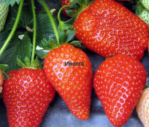 Клубника "Альба", саженец 1шт фото 2