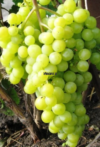 Виноград "Алешенькин", саженец 1 шт Виноград "Алешенькин", саженец 1 шт