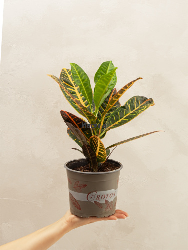 Кодиеум (Кротон) Петра высота 50см фото 4