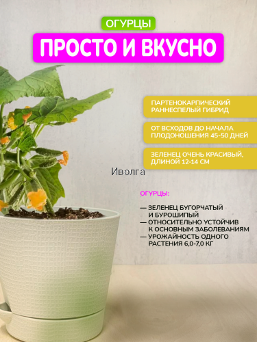 Набор для выращивания "Огурцы" фото 2 Набор для выращивания "Огурцы" фото 2