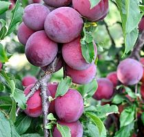 Алыча "Кубанская комета"