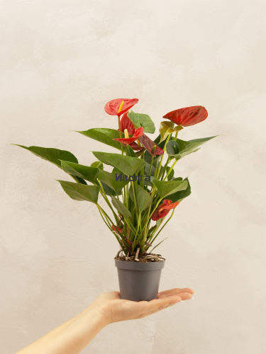 Антуриум Даймонд Ред фото 4