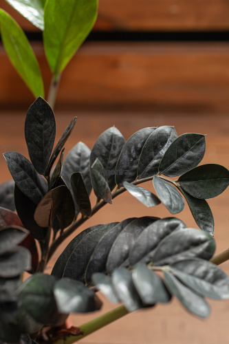 Замиокулькас Равен фото 5