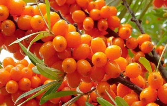 Заблуждения про ОБЛЕПИХУ